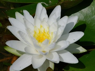 Image showing Waterlily flower