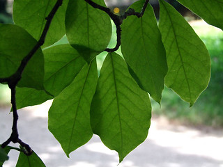 Image showing Leaves