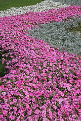 Image showing Flowers in garden