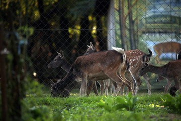 Image showing Roe deer