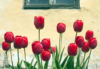 Image showing red flowers