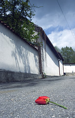 Image showing dead flower