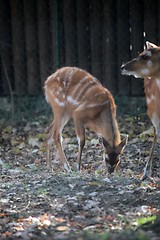 Image showing Sitatunga, Tragelaphus spekii