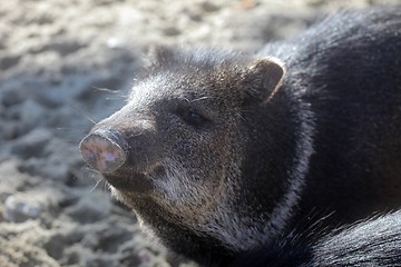 Image showing Javelina or collared peccary