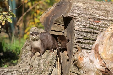 Image showing Chinese Dwarf Otter