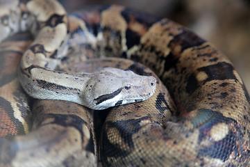 Image showing Boa