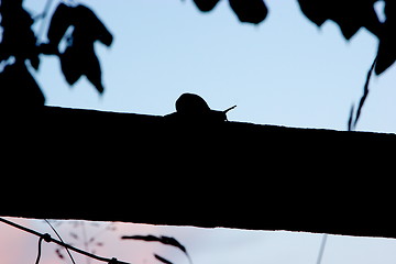 Image showing Snail Silhouette