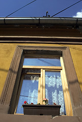 Image showing window and flowers