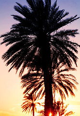 Image showing Sunset behind the palms