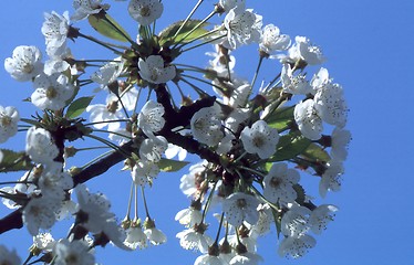 Image showing Fruit flowers