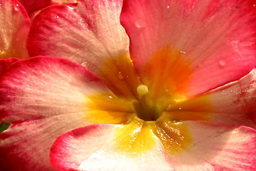 Image showing Primrose