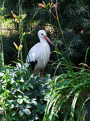 Image showing Stork