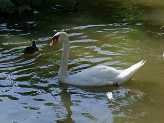 Image showing Swan