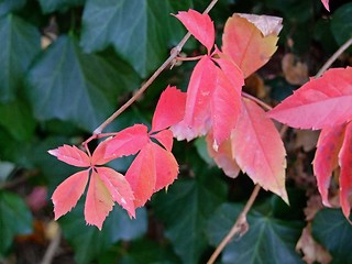 Image showing Autumn leaves