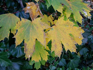 Image showing Autumn leaves