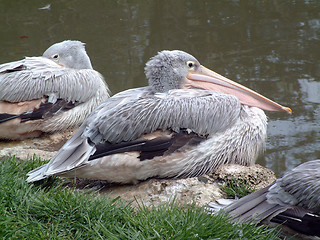 Image showing Pelican