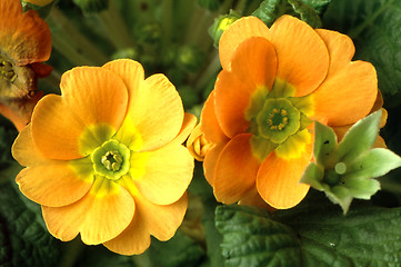 Image showing Primrose