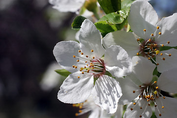 Image showing Fruit flowers