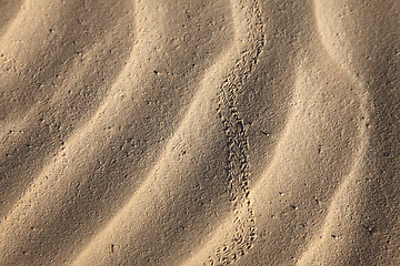 Image showing Wind textures on sand in Sahara 