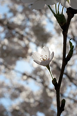 Image showing Fruit flowers