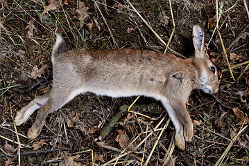 Image showing Dead wild rabbit 