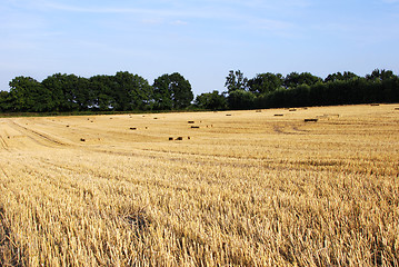 Image showing Straw bales in a harvested farm field