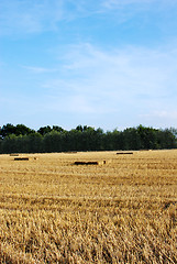 Image showing Straw bales in a field with blue sky above