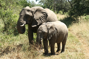 Image showing Elephants