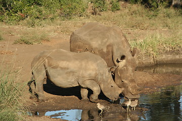 Image showing Rhinos drinking water