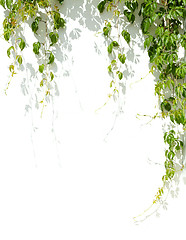 Image showing green grape leaves on white wall background