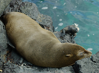 Image showing Galapagos Fur Seal