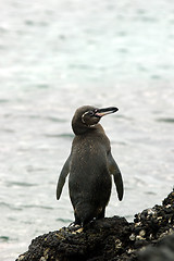 Image showing Galapagos Penguin