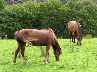 Image showing Grazing Ponies