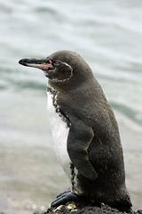Image showing Galapagos Penguin