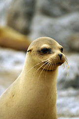 Image showing Galapagos Seal