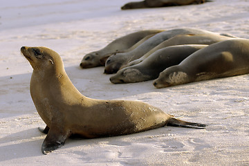 Image showing Seals in Formation