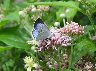 Image showing Holly Blue