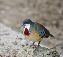 Image showing Mindanao Bleeding-Heart Dove