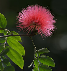 Image showing Silk Tree Flower 