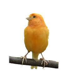 Image showing Wild Canary