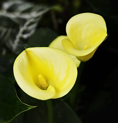 Image showing Calla Flowers 