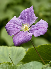 Image showing Clematis flower close up