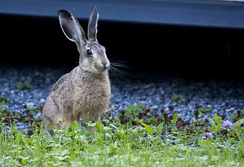 Image showing hare