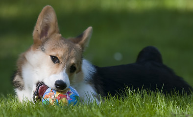 Image showing puppy with ball