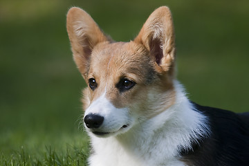 Image showing corgi head