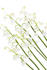 Image showing Lily-of-the-valley flowers on white