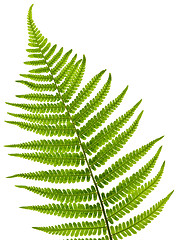 Image showing Fern leaf