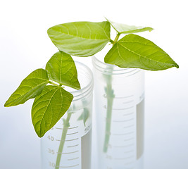 Image showing GM plant seedlings in test tubes