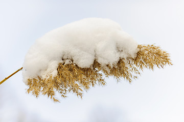 Image showing Winter reed under snow