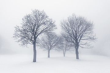 Image showing Winter trees in fog